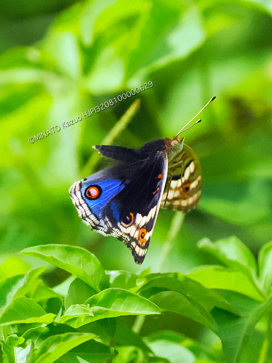 アオタテハモドキ