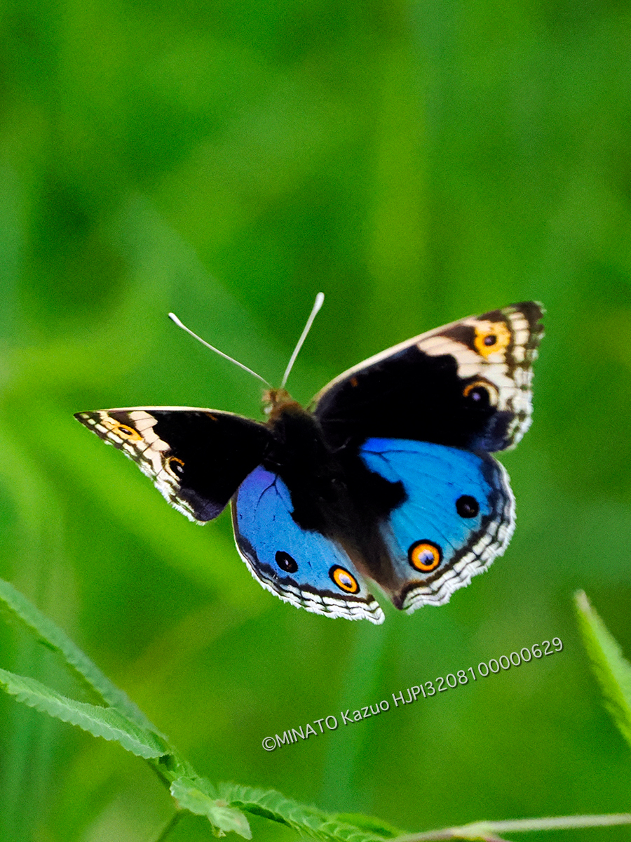 アオタテハモドキ