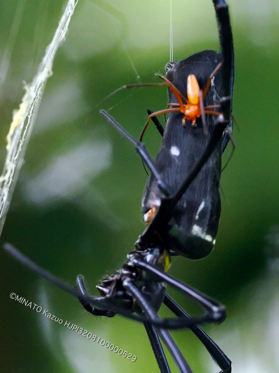 オオジョロウグモ