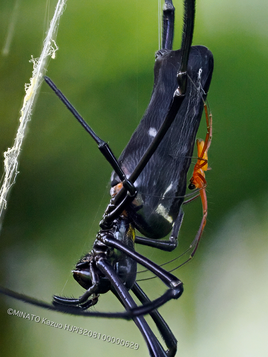 オオジョロウグモ