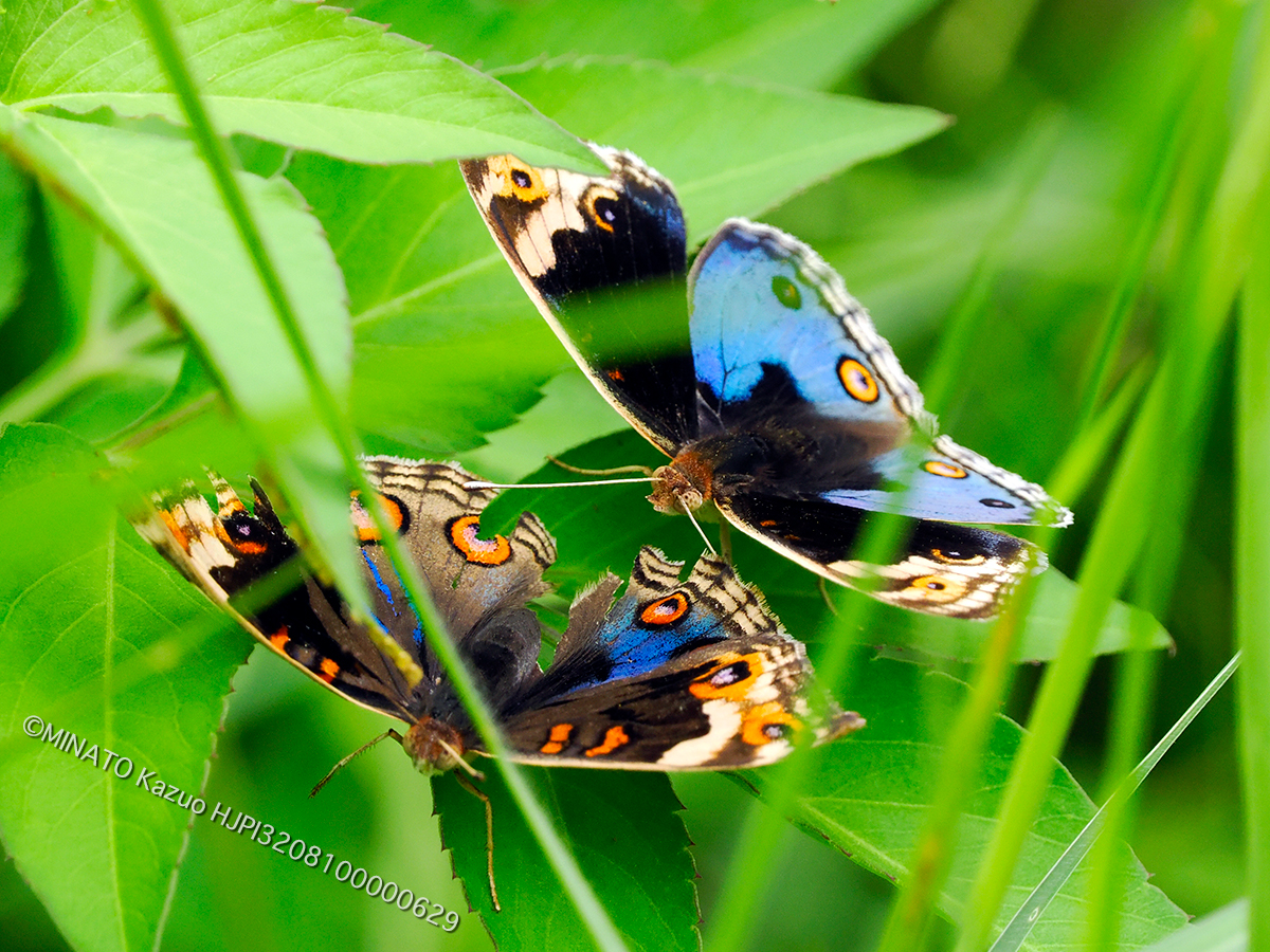アオタテハモドキ求愛