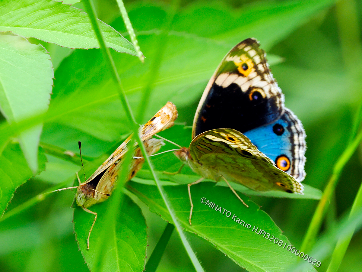 アオタテハモドキ求愛