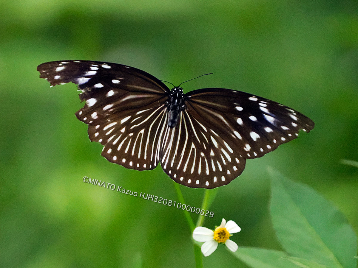 ツマムラサキマダラ雌