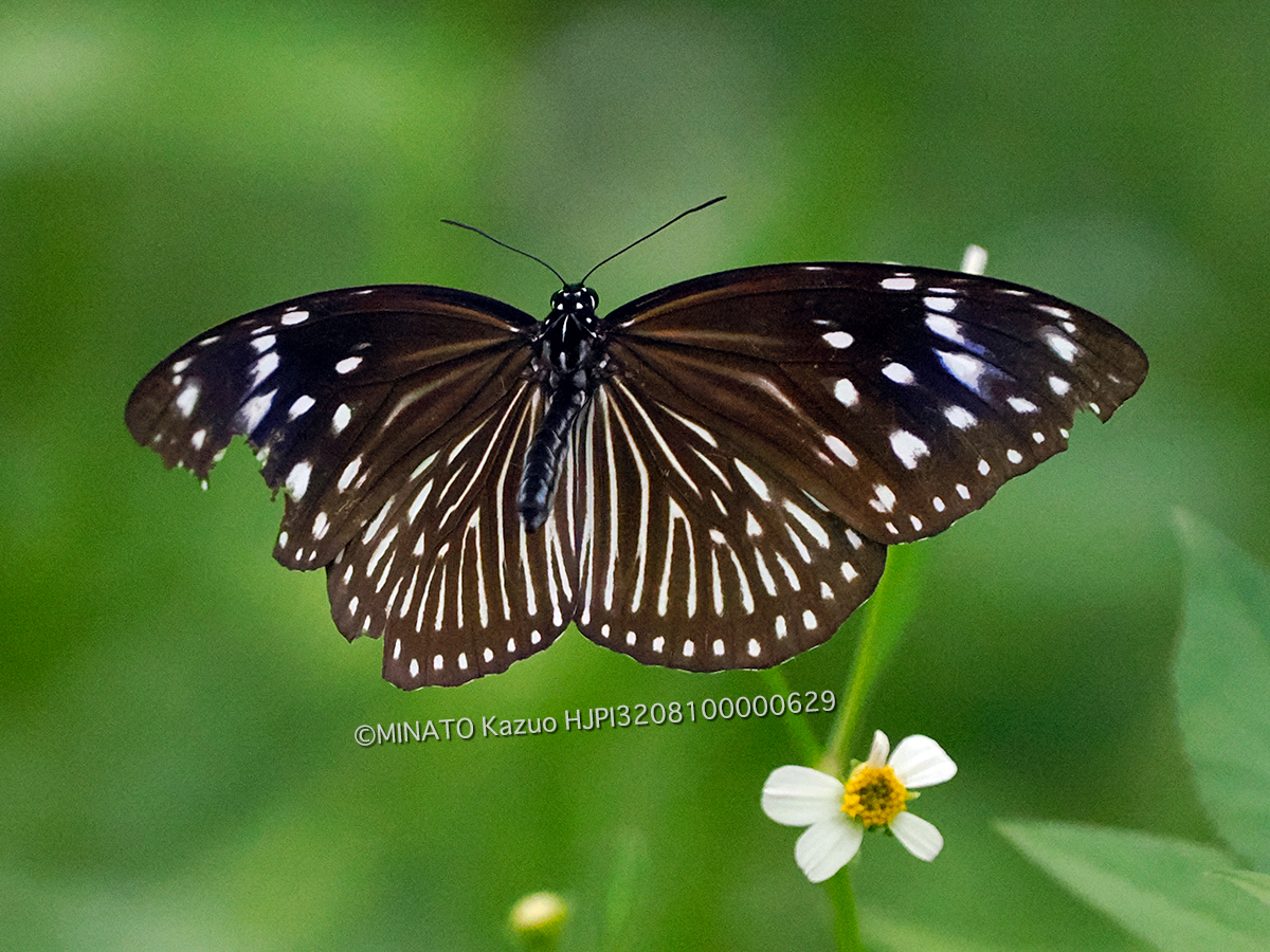 ツマムラサキマダラ雌