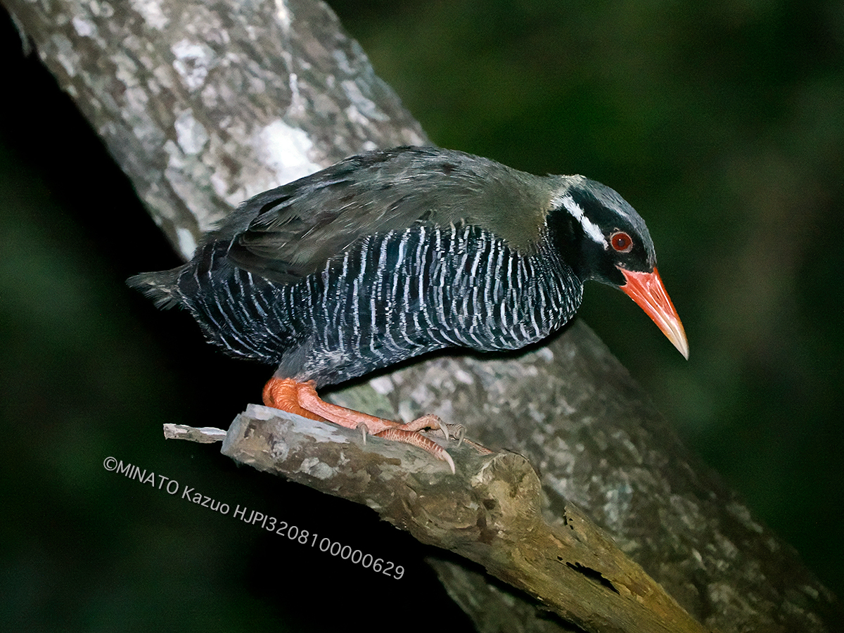 ヤンバルクイナ