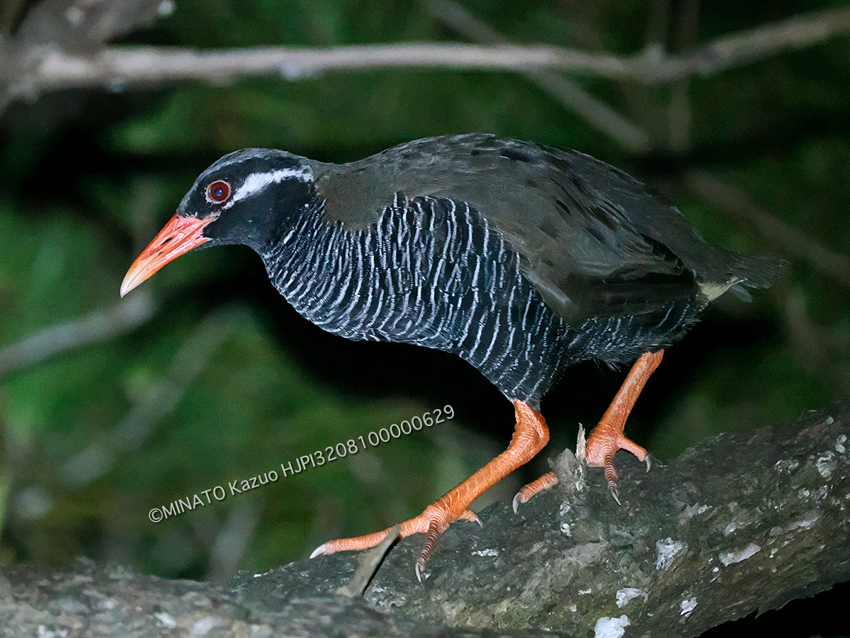 ヤンバルクイナ