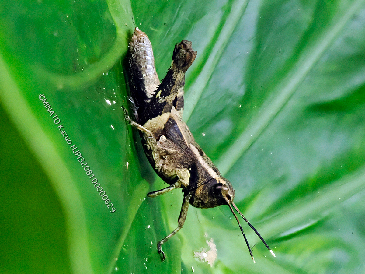 オキナワモリバッタ