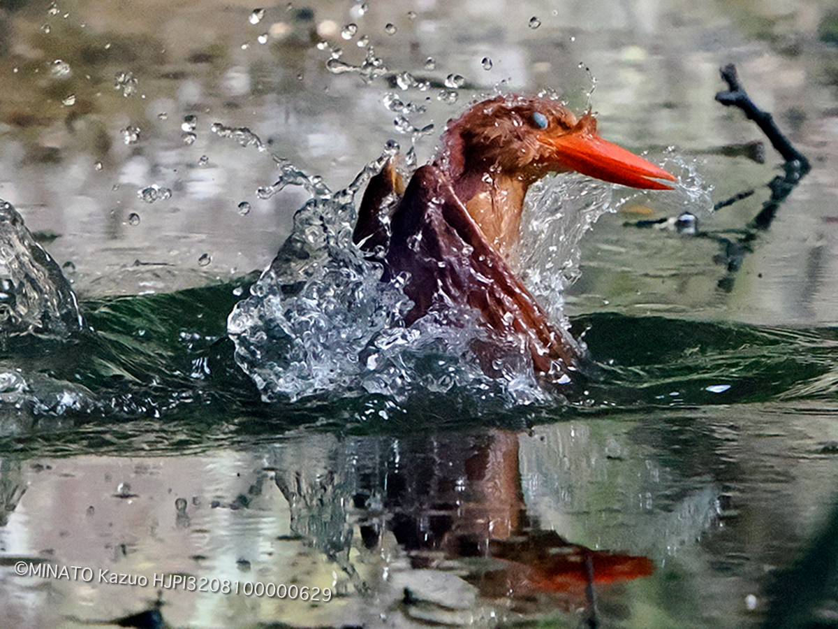 リュウキュウアカショウビン