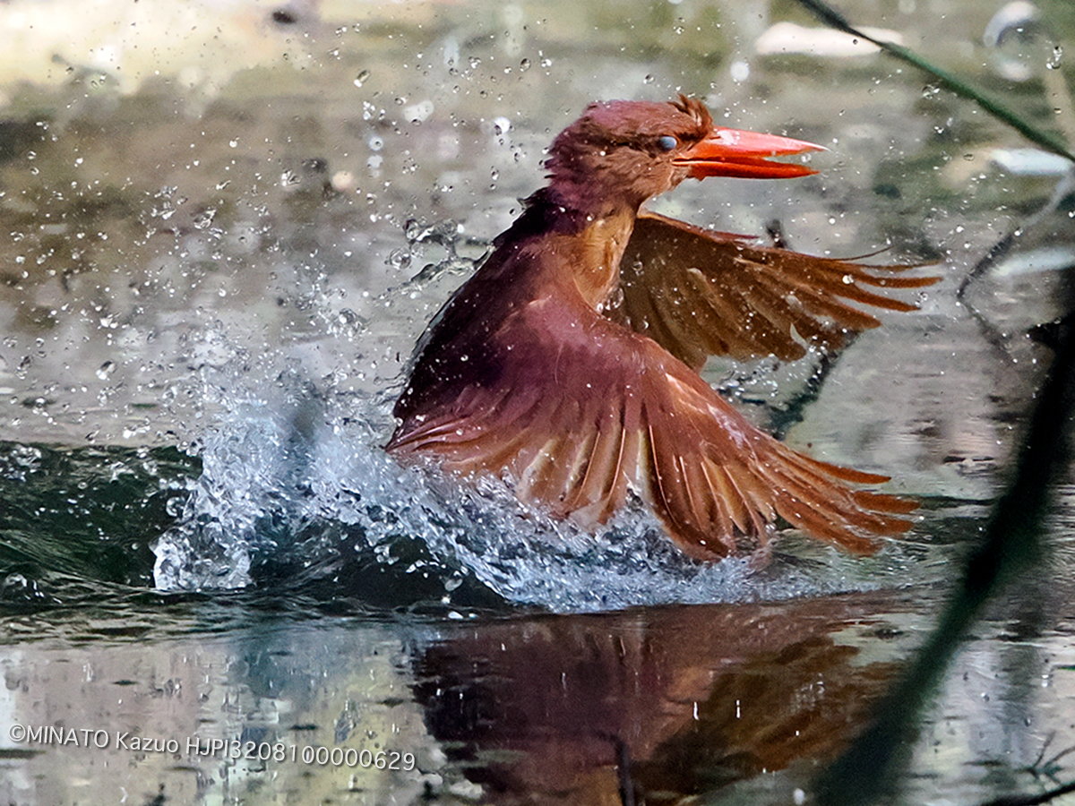 リュウキュウアカショウビン