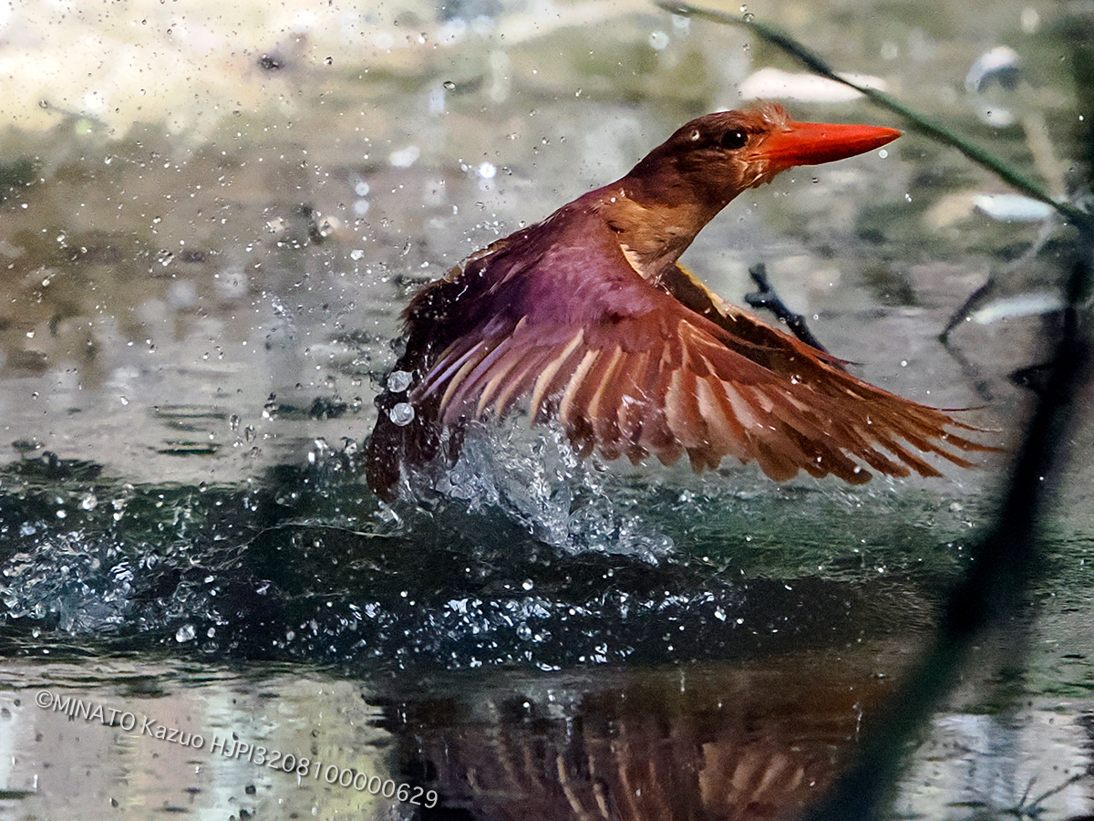リュウキュウアカショウビン
