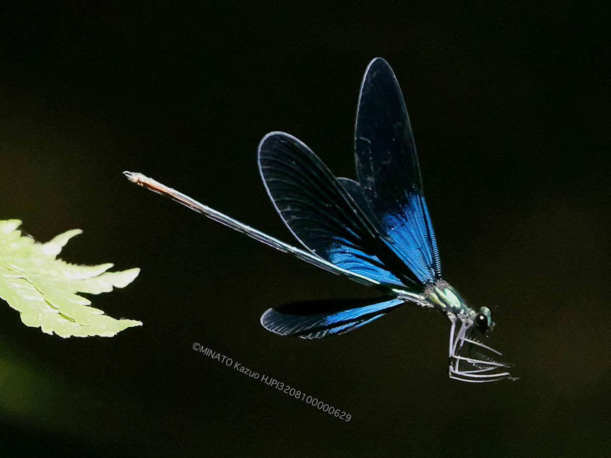 リュウキュウハグロトンボ雄