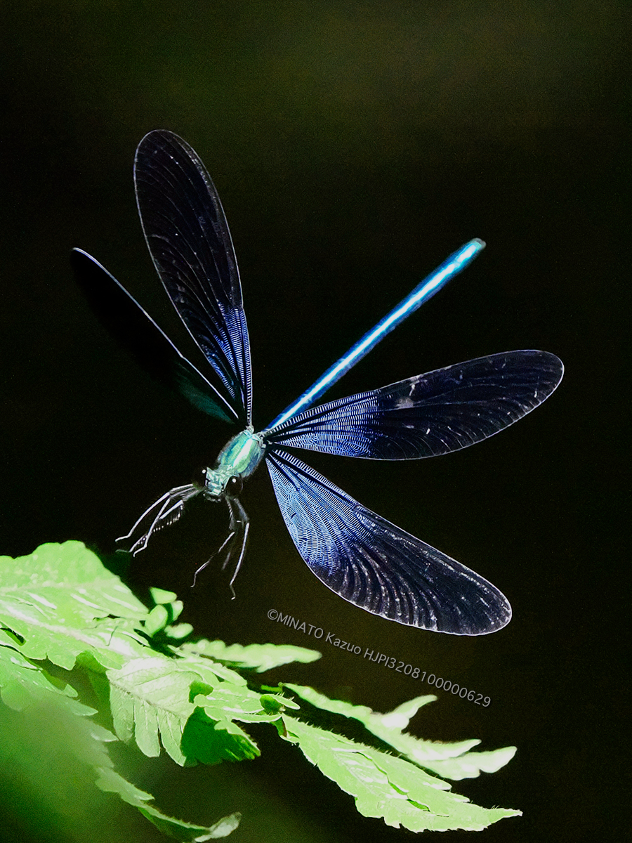 リュウキュウハグロトンボ雄