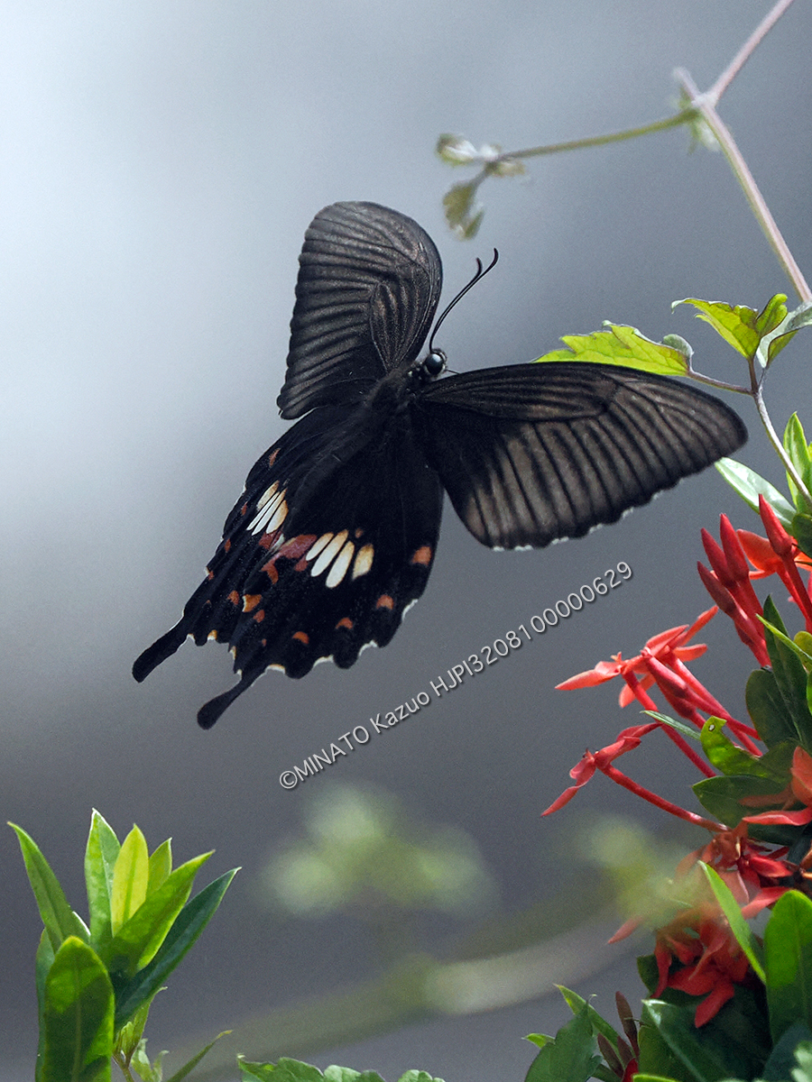 シロオビアゲハ擬態型