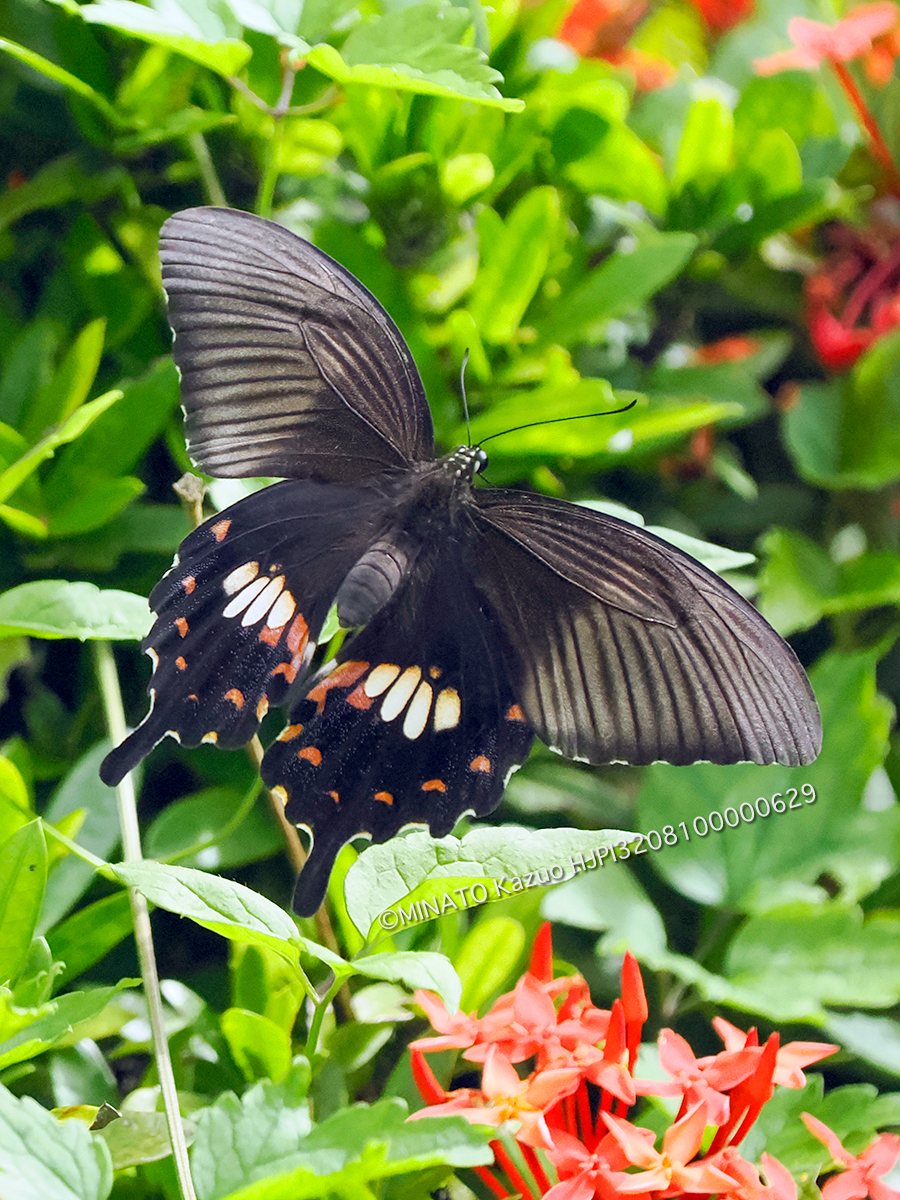 シロオビアゲハ擬態型
