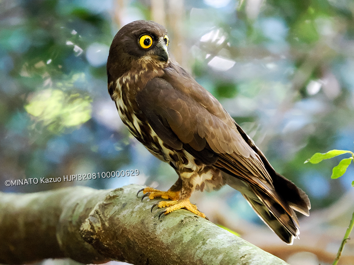 リュウキュウアオバズク