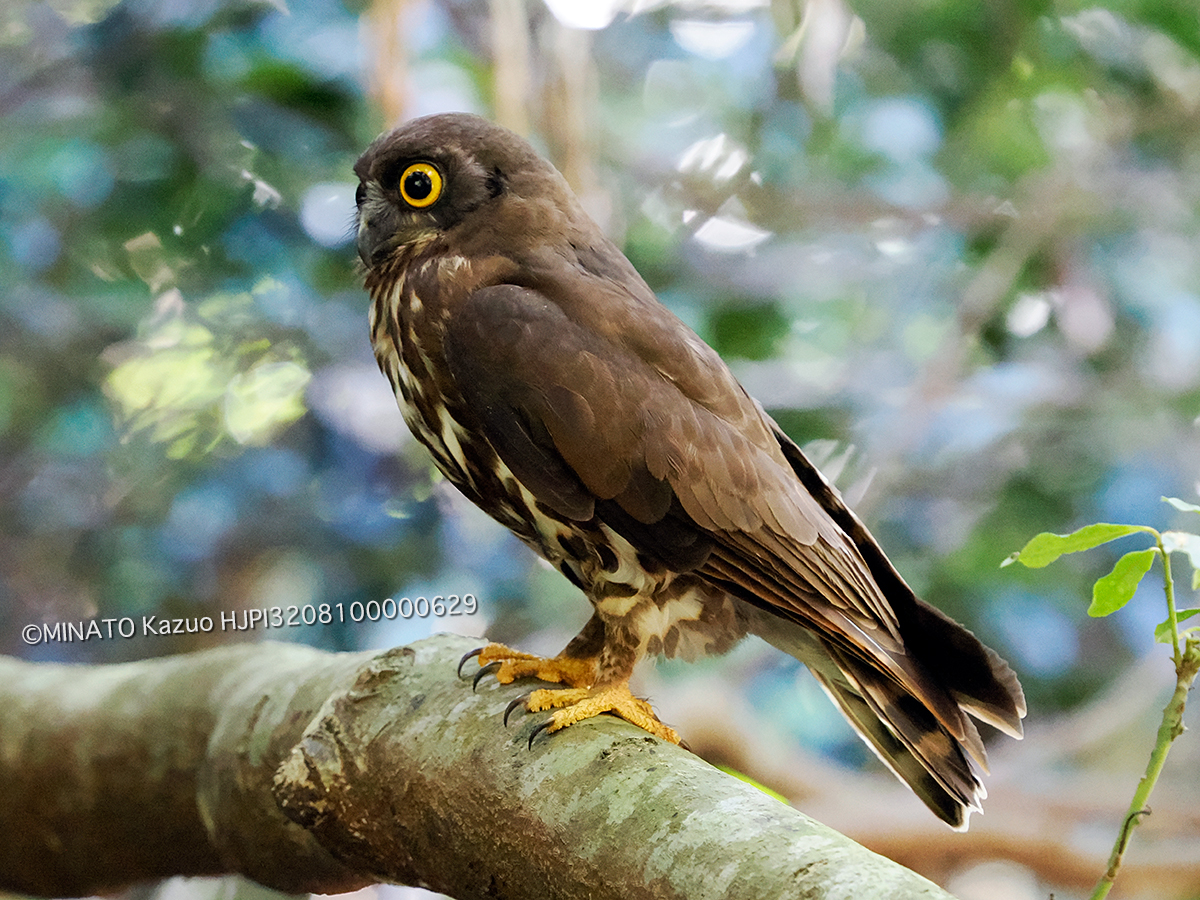 リュウキュウアオバズク