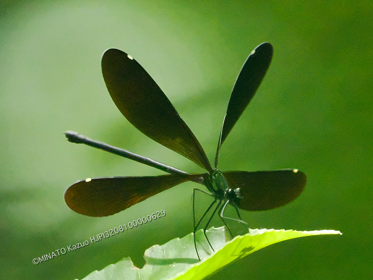 リュウキュウハグロトンボ雌