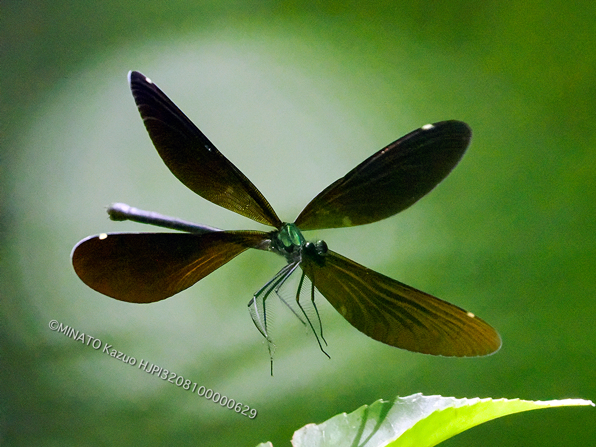 リュウキュウハグロトンボ雌
