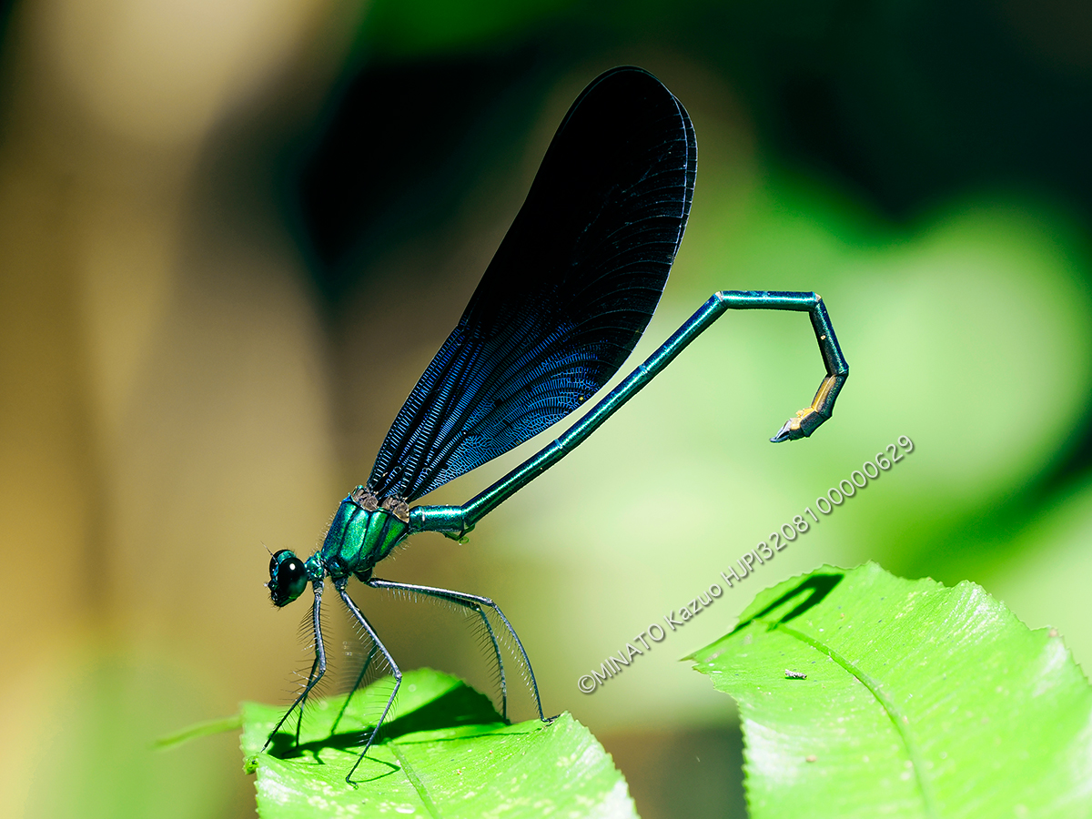 リュウキュウハグロトンボ雄