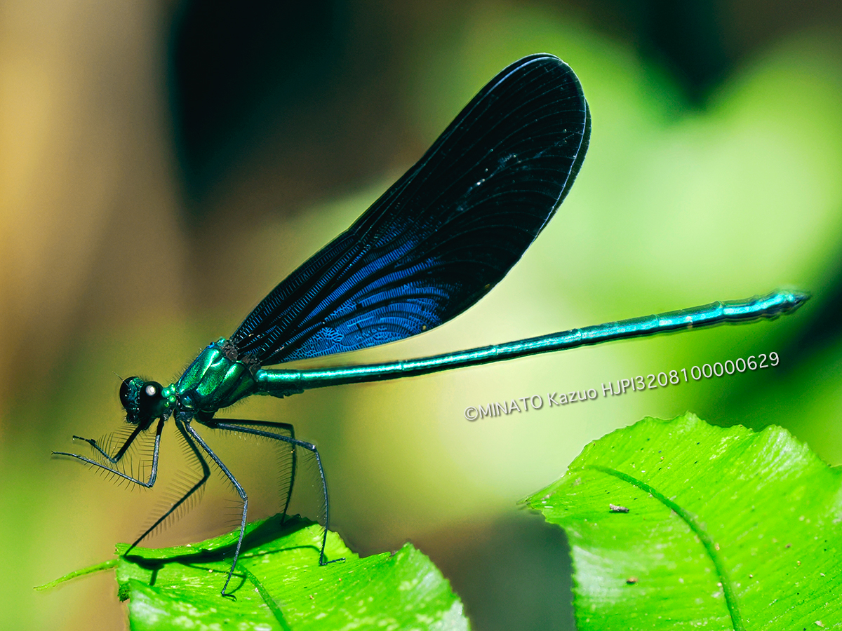 リュウキュウハグロトンボ雌
