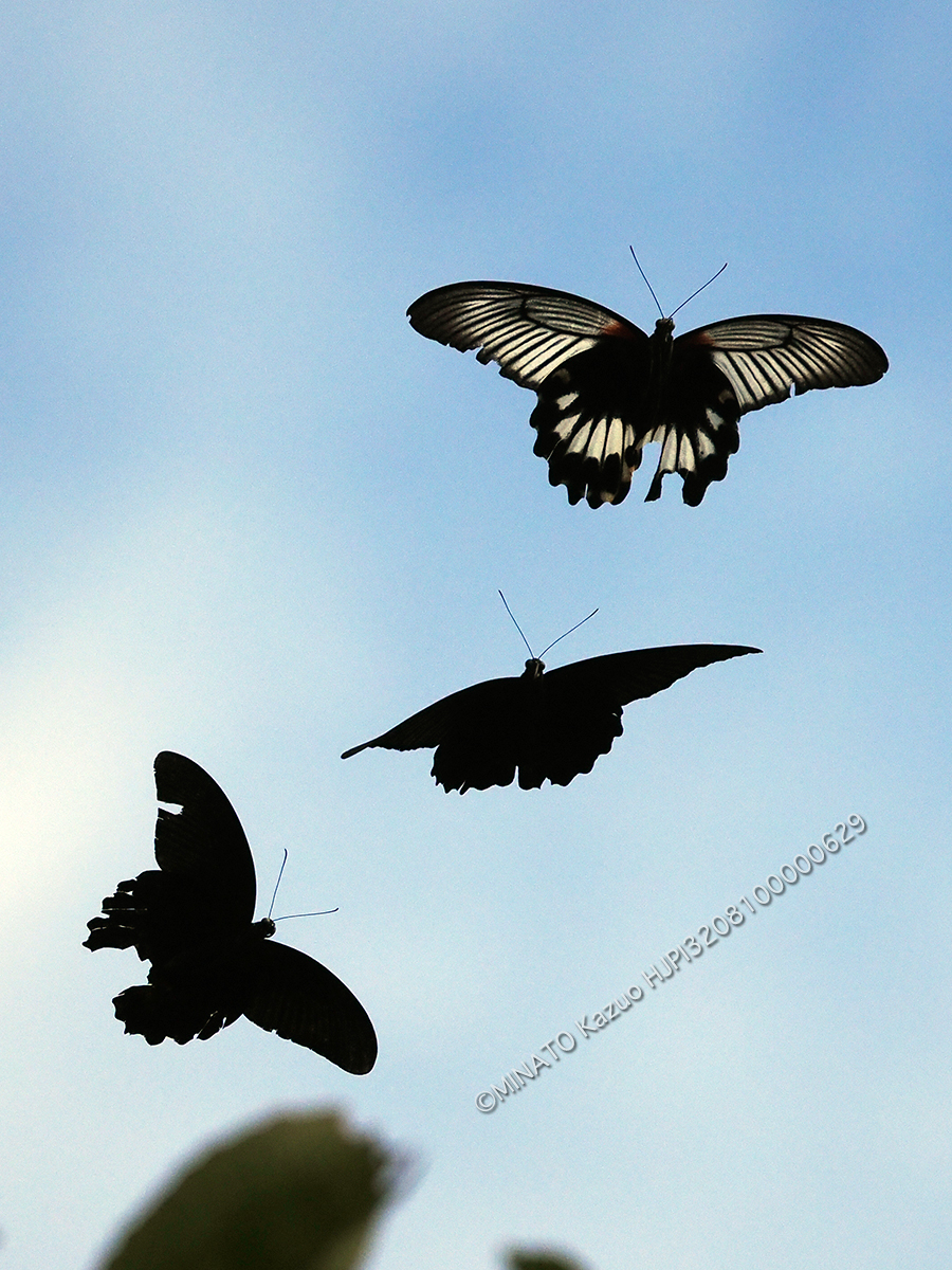 ナガサキアゲハ