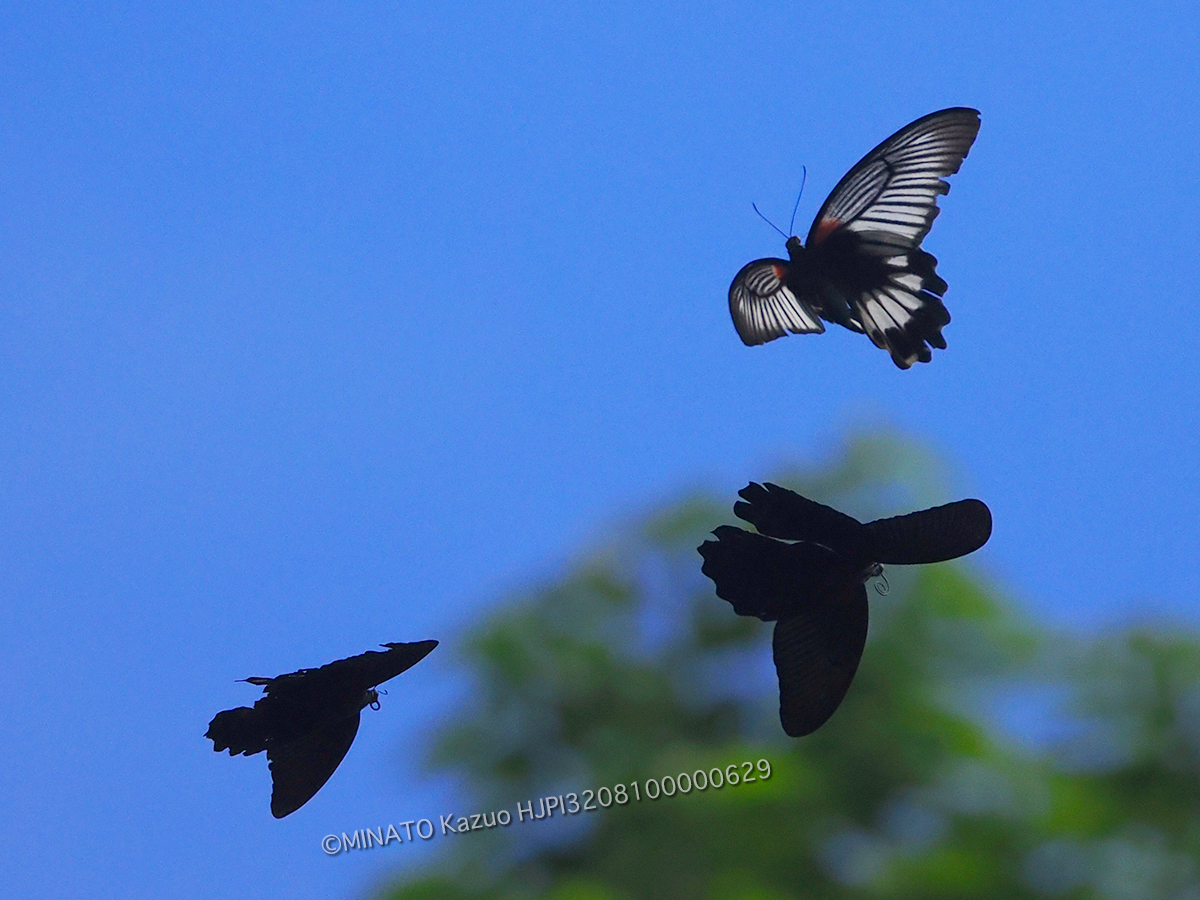 ナガサキアゲハ