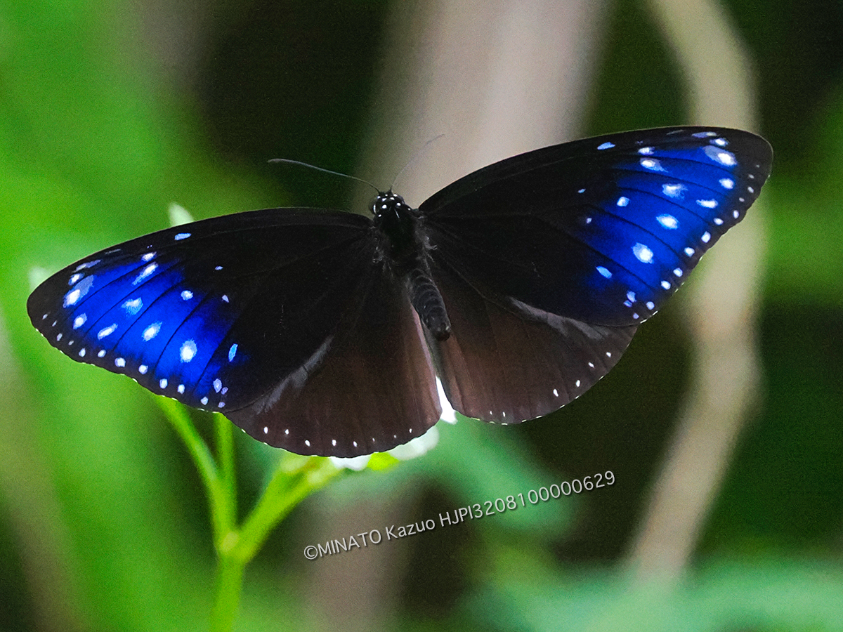 ツマムラサキマダラ雄