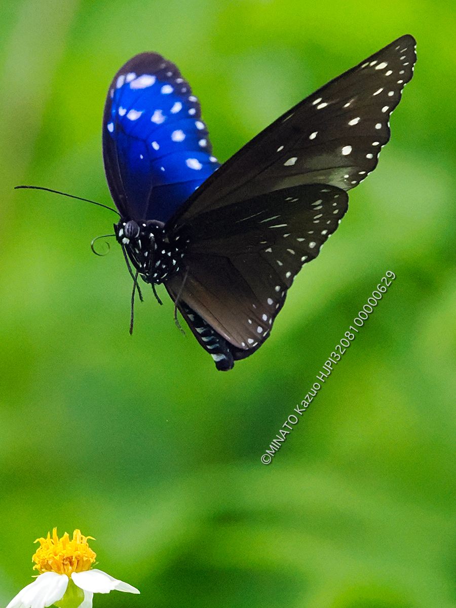 ツマムラサキマダラ雄