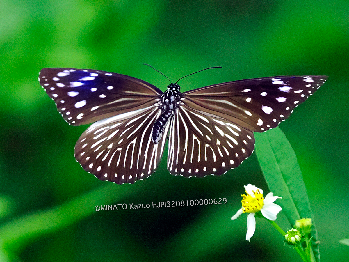 ツマムラサキマダラ雌