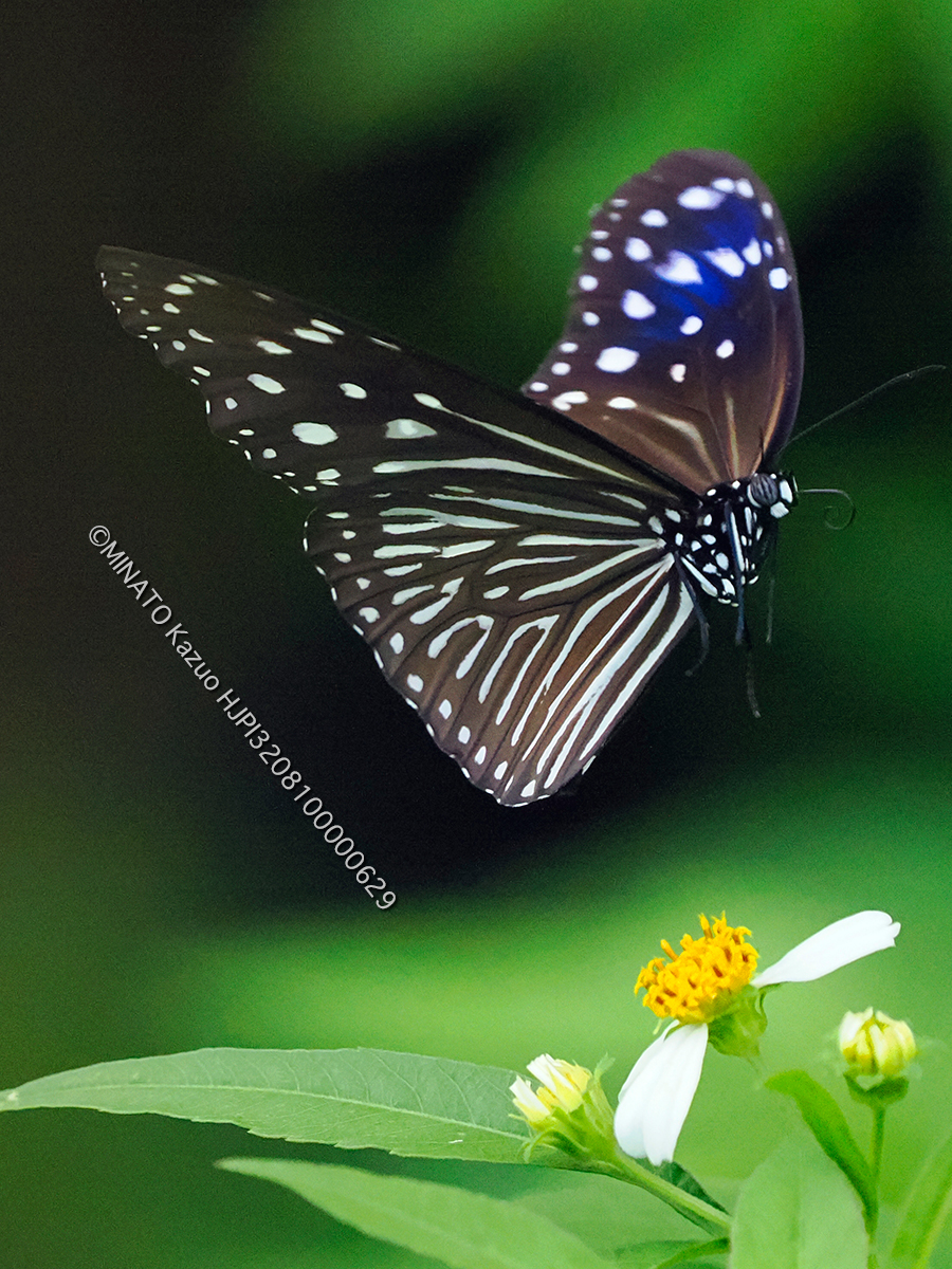 ツマムラサキマダラ雌