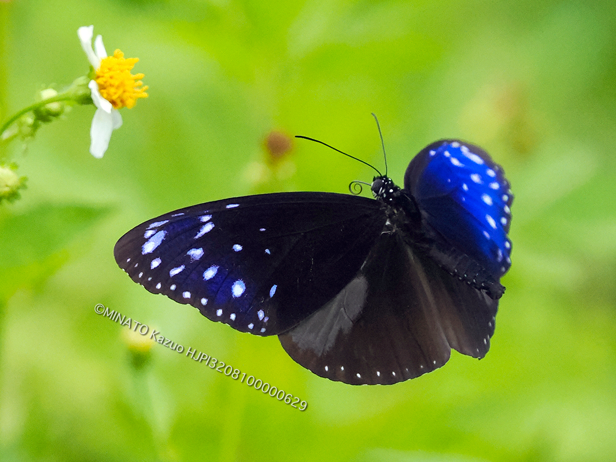 ツマムラサキマダラ雄