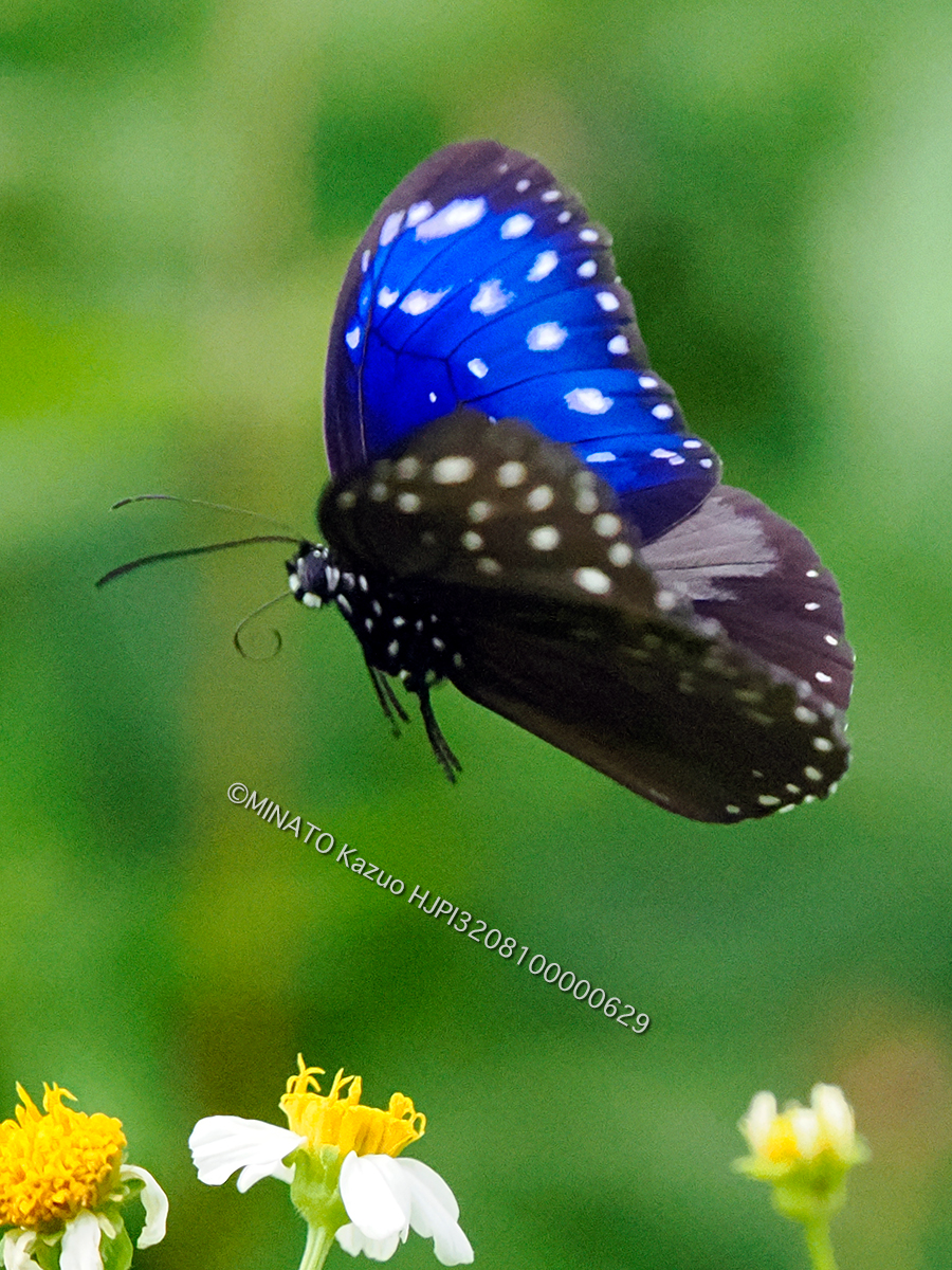 ツマムラサキマダラ雄