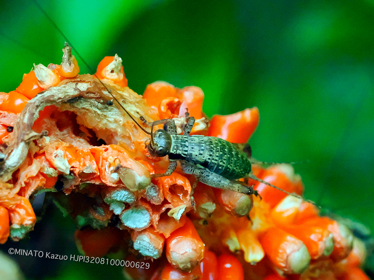 マダラマツムシ幼虫