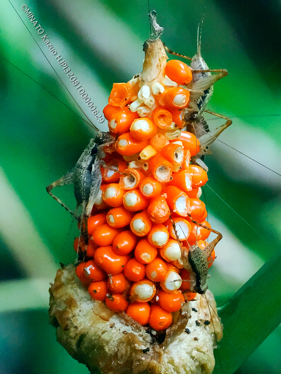マダラマツムシ幼虫