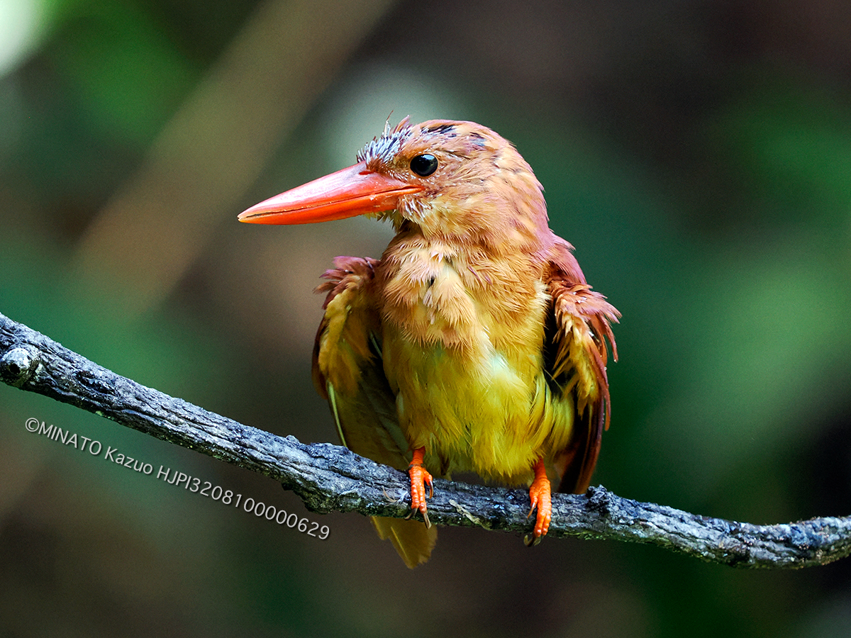 リュウキュウアカショウビン