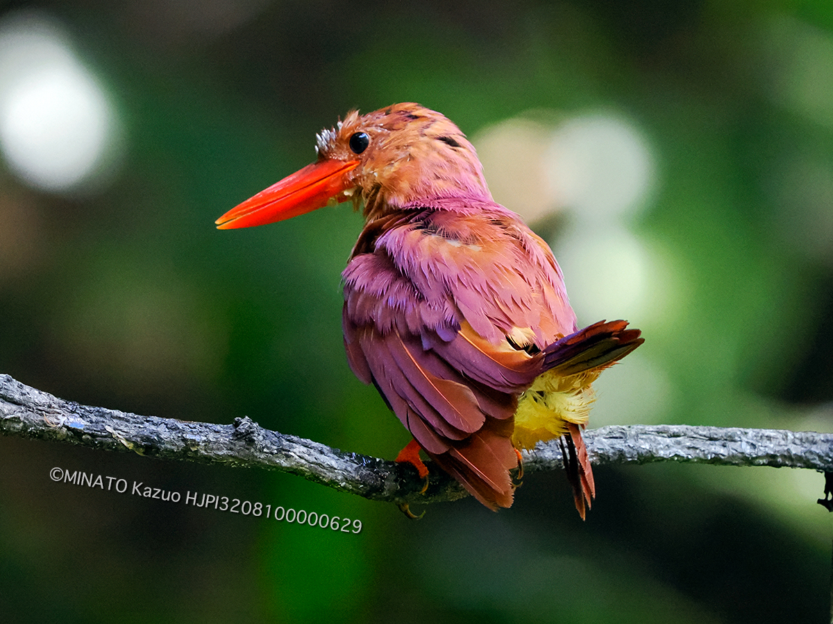 リュウキュウアカショウビン