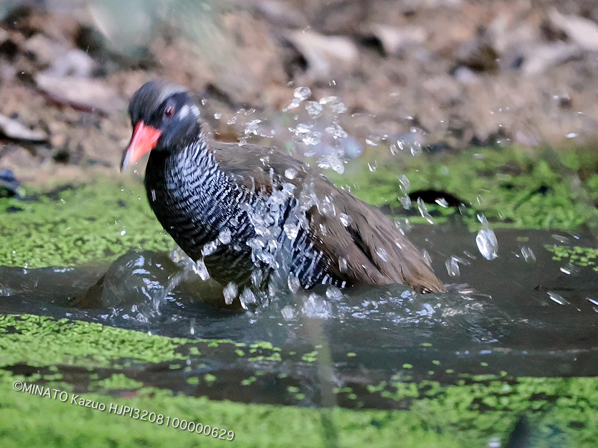 ヤンバルクイナ