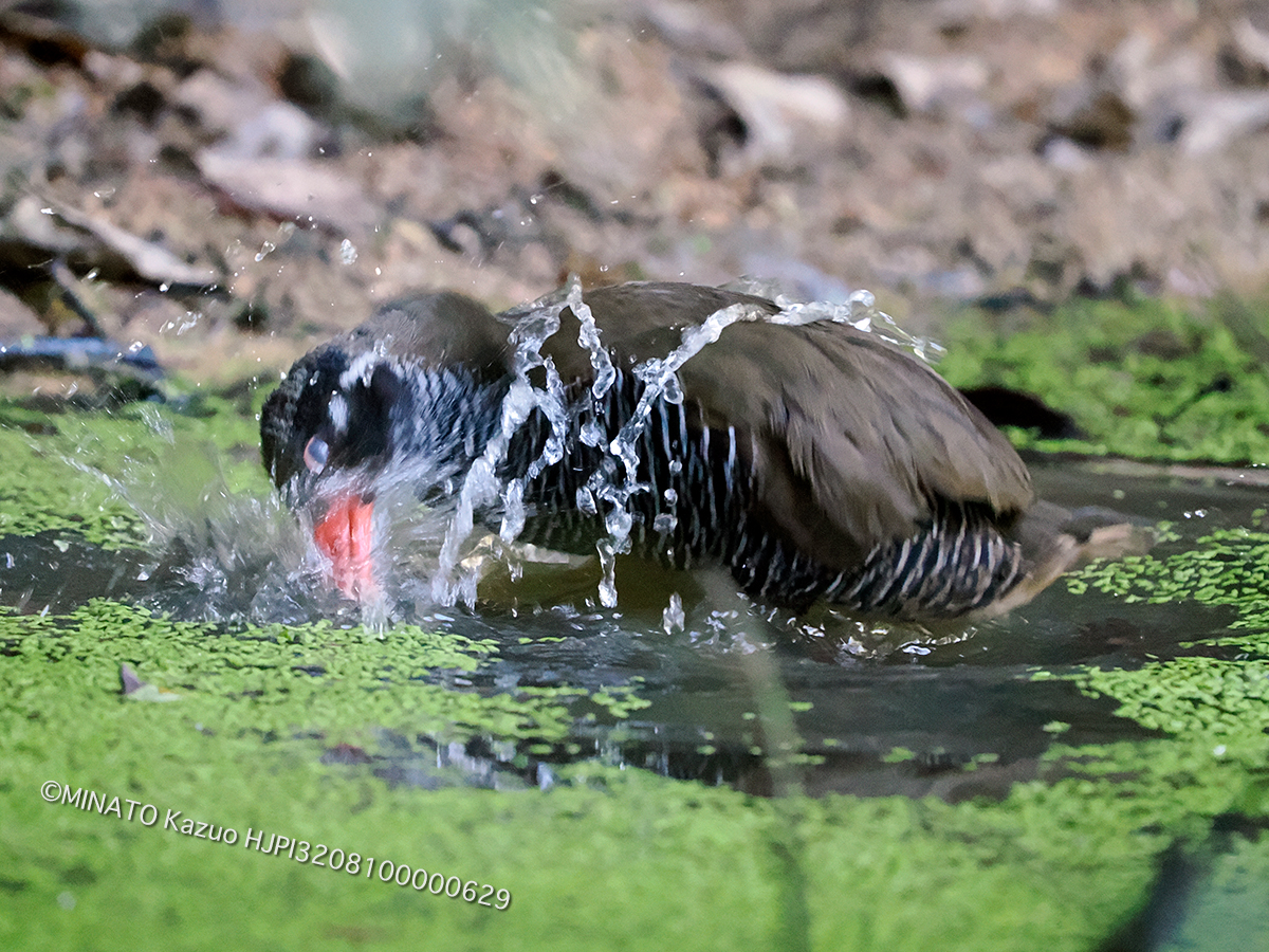 ヤンバルクイナ