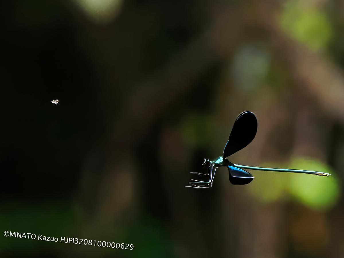 リュウキュウハグロトンボ雄