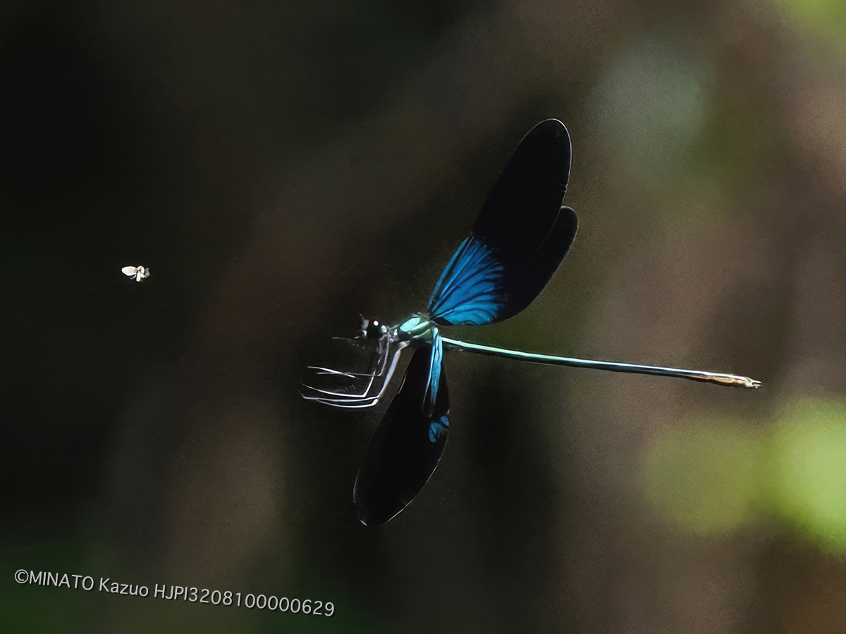 リュウキュウハグロトンボ雄