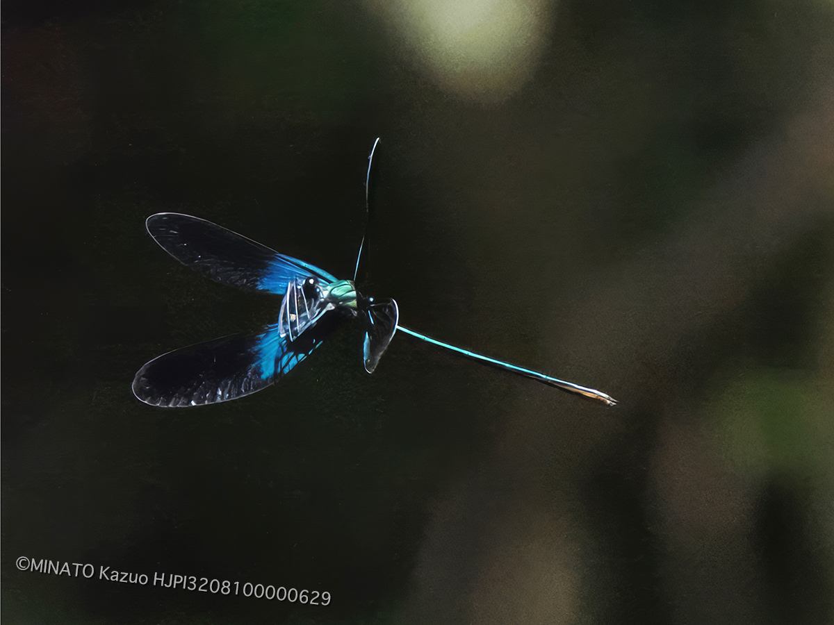 リュウキュウハグロトンボ雄