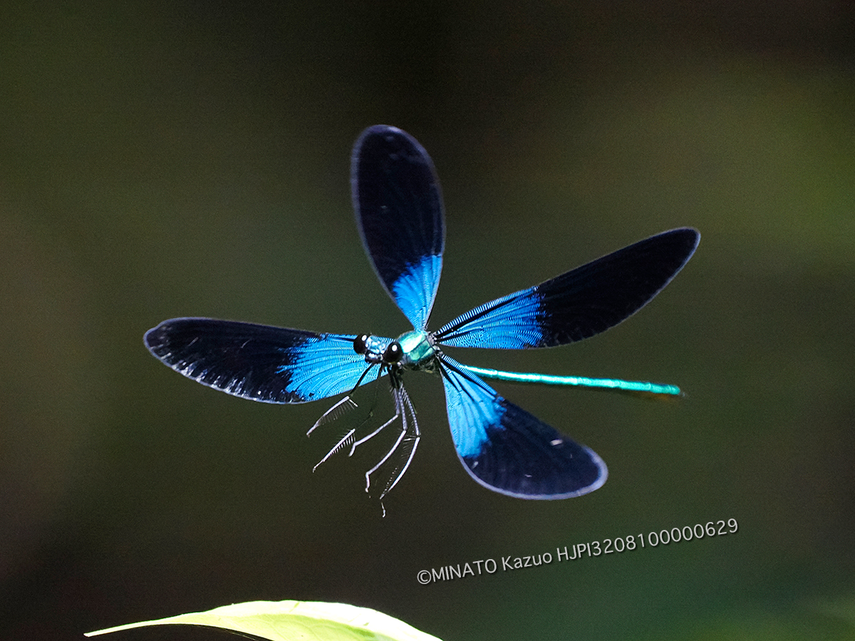 リュウキュウハグロトンボ雄