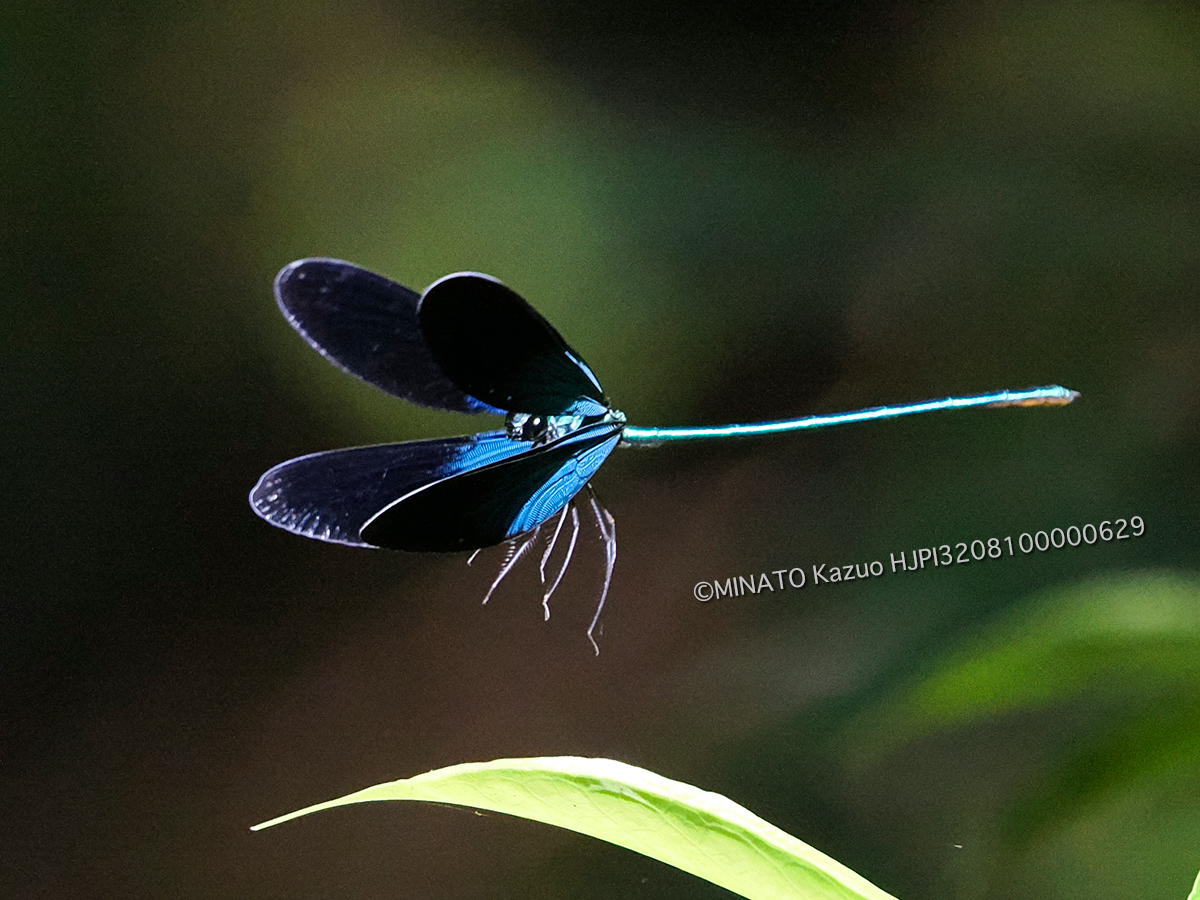 リュウキュウハグロトンボ雄