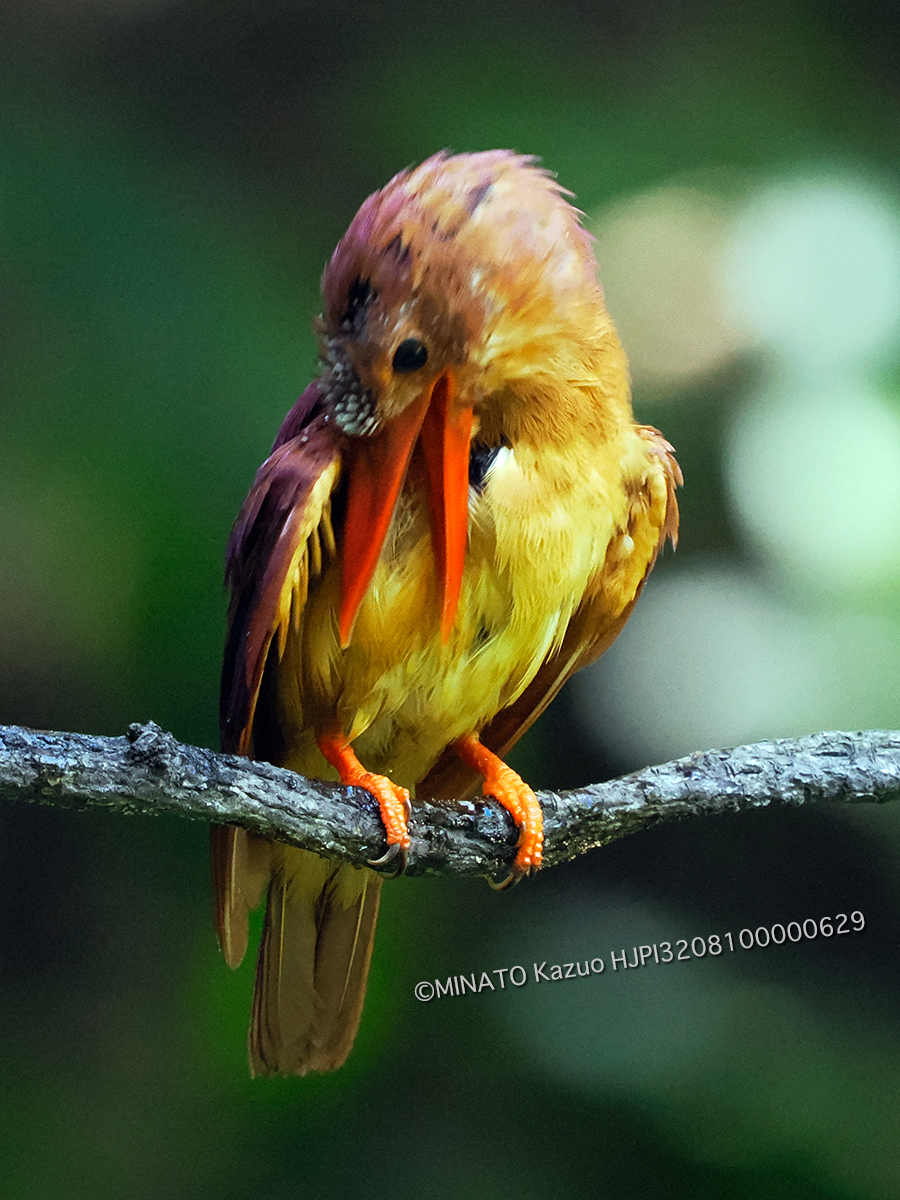 リュウキュウアカショウビン