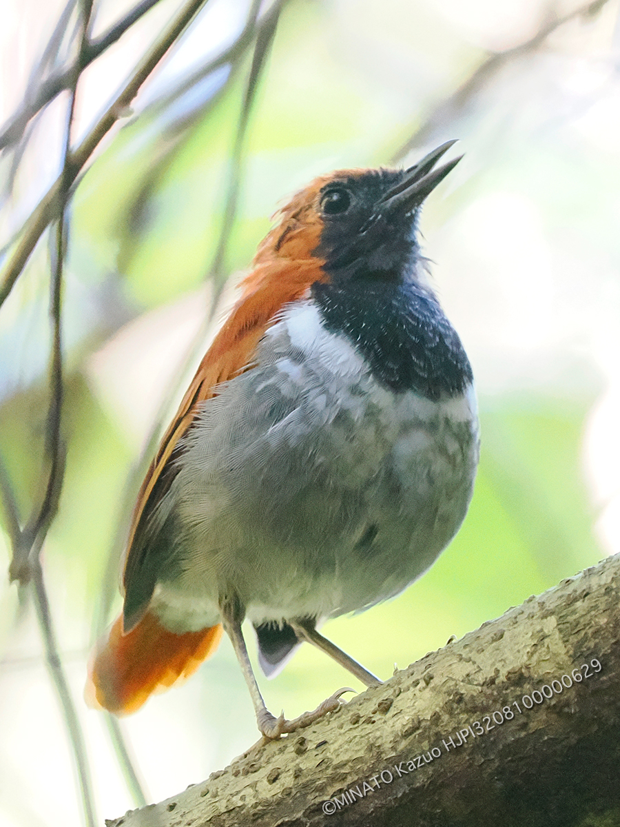 ホントウアカヒゲ雄