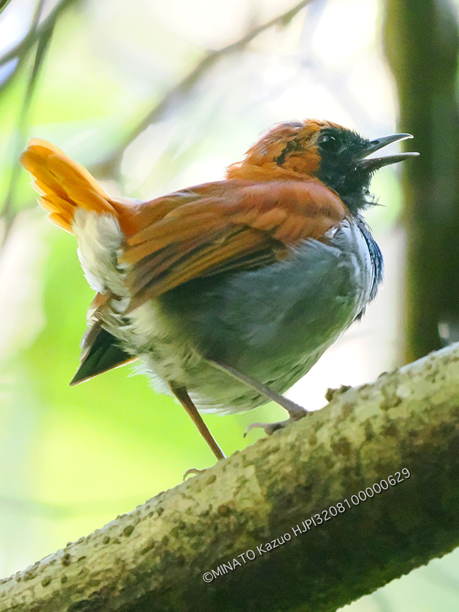 ホントウアカヒゲ雄