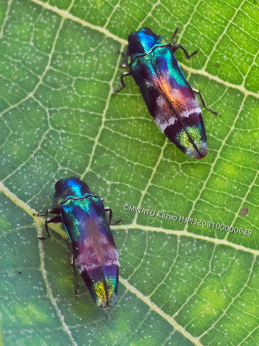 ミドリナカボソタマムシ