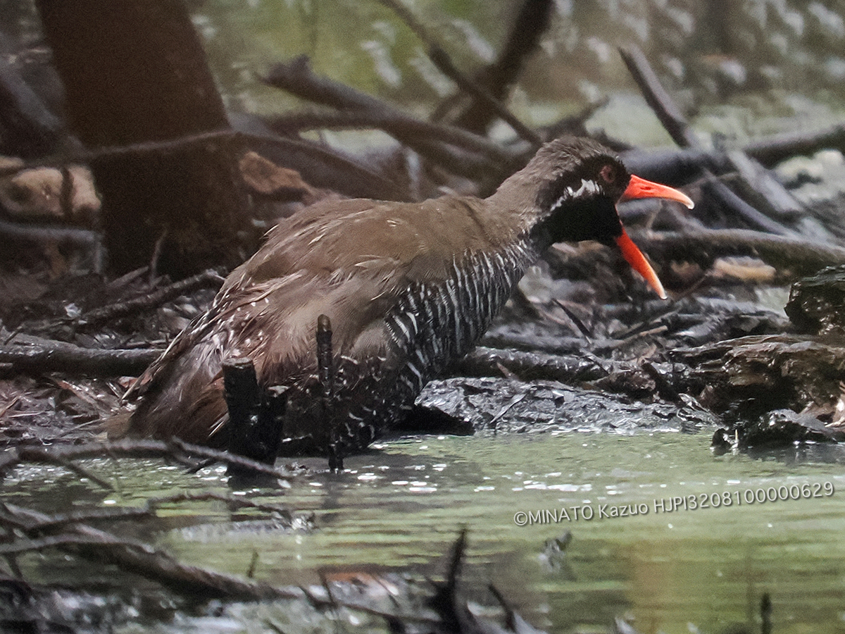 ヤンバルクイナ