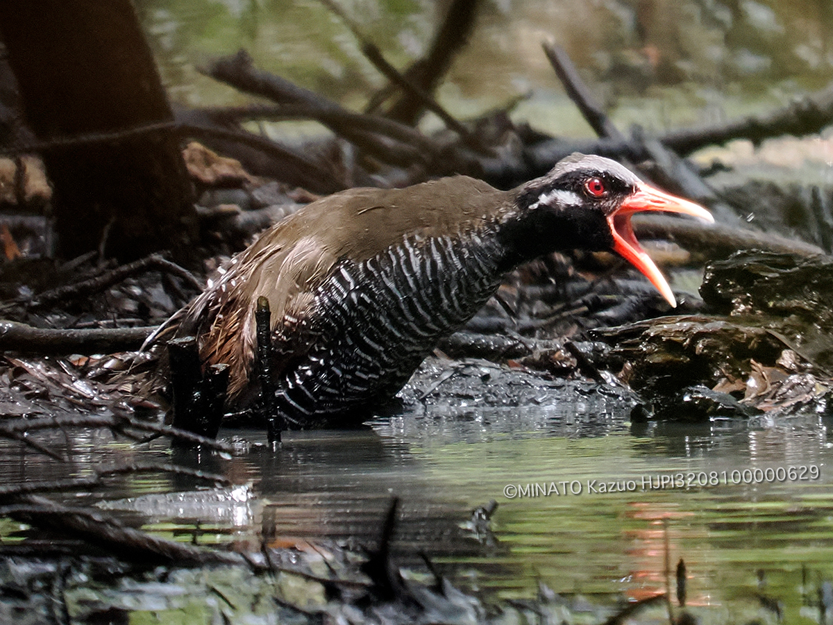 ヤンバルクイナ