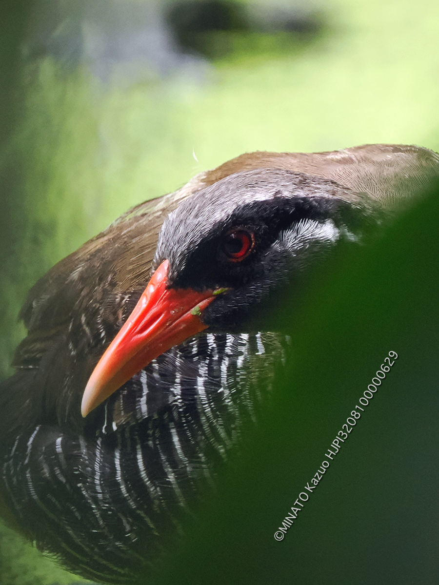 ヤンバルクイナ